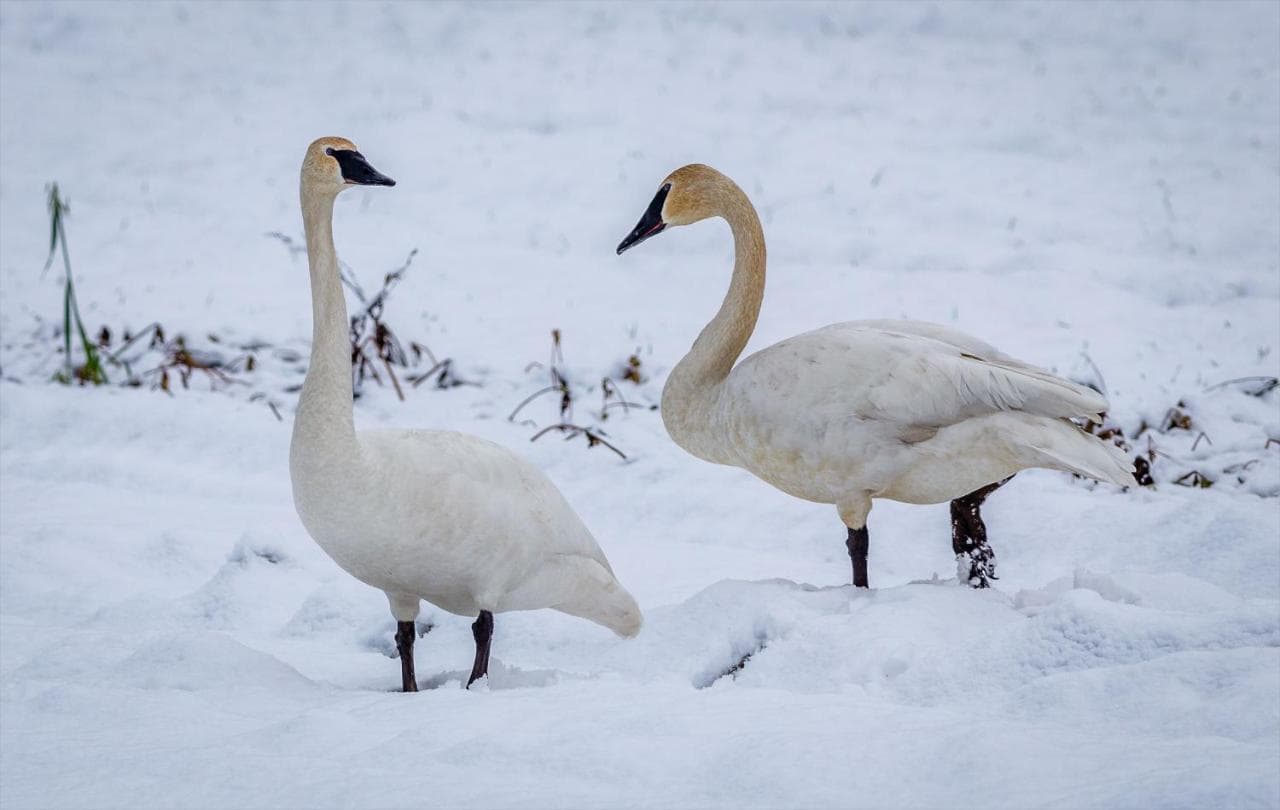 Two swans stand on a snowy landscape.