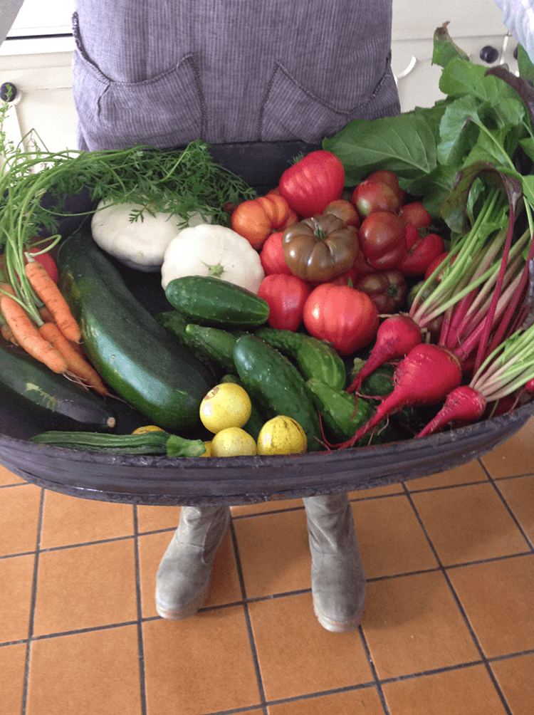 A variety of freshly harvested vegetables, including tomatoes, cucumbers, and carrots, arranged in a basket.