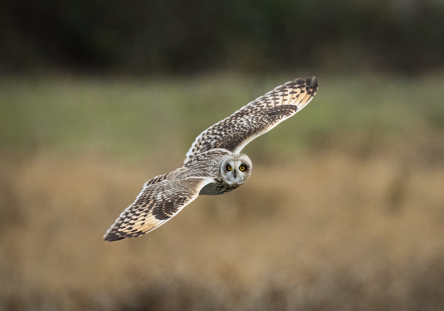 A short-eared owl glides gracefully through a blurred natural background.