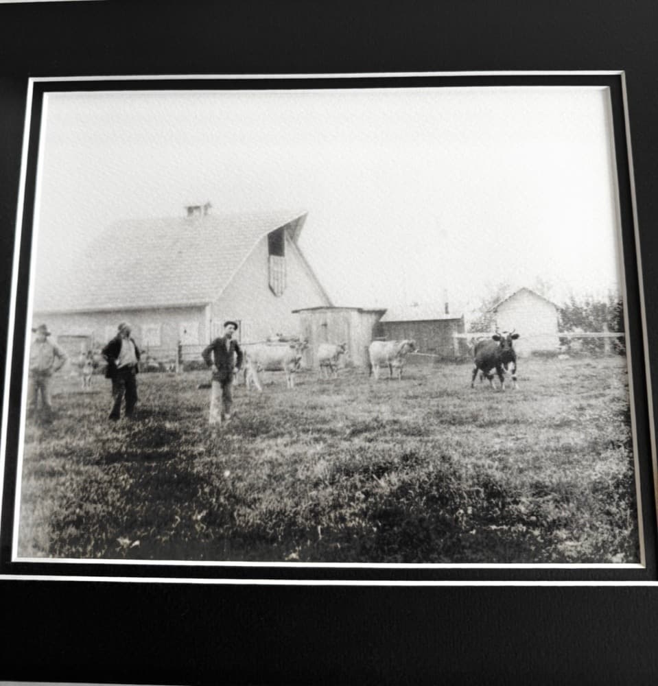 Black and white photo of a farm with men standing in a field and cows nearby, featuring a barn and a small house in the background.