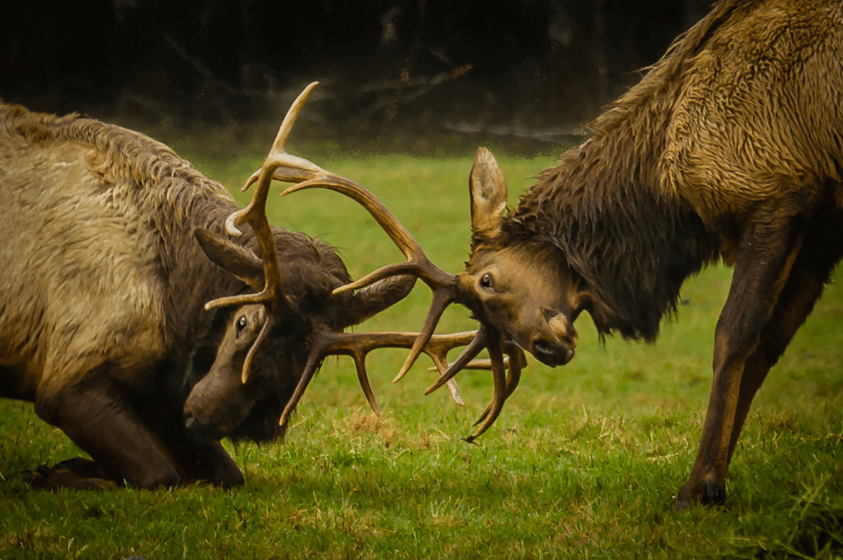 Two elk are engaging in a confrontation, locking antlers on a grassy field.