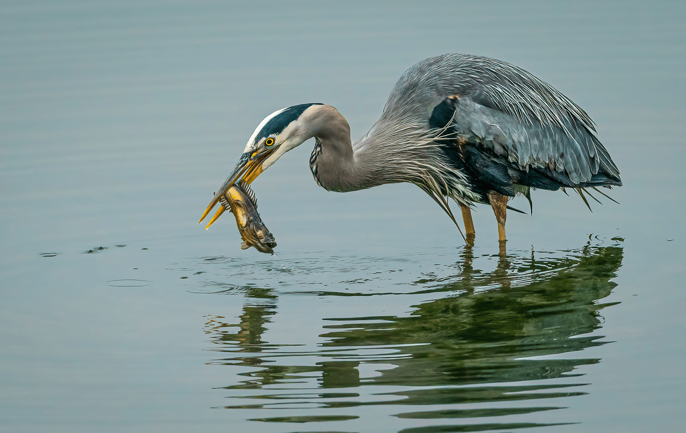 A heron catches a fish in calm water.