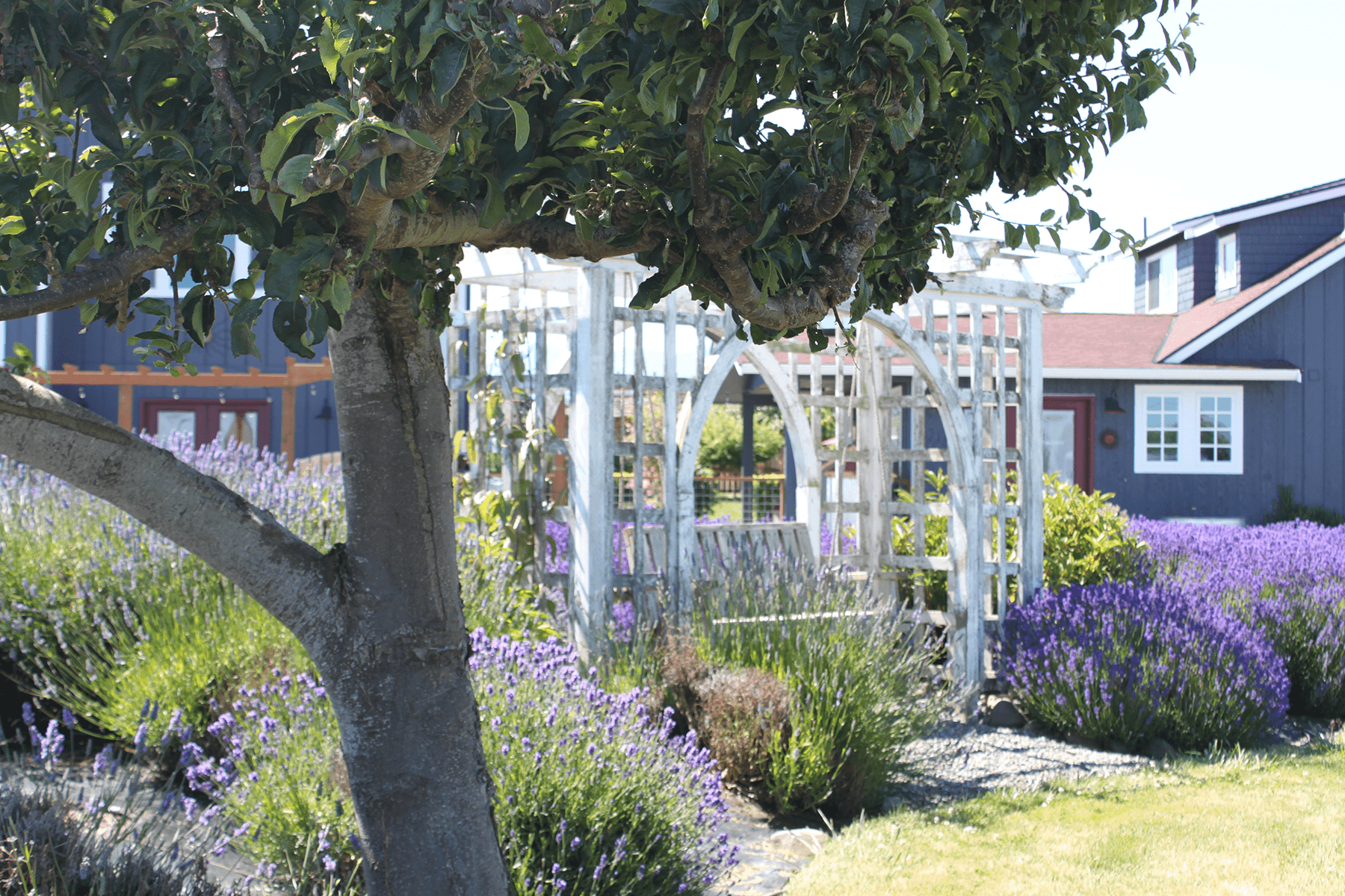 A shaded garden with lavender plants and a white wooden trellis in the background.