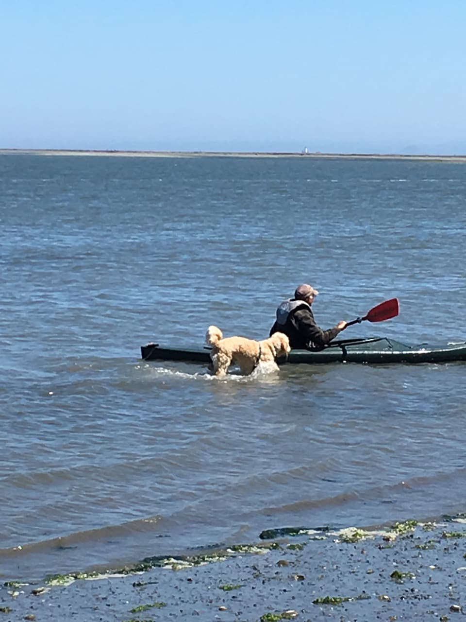 A person kayaking in shallow water alongside a dog.