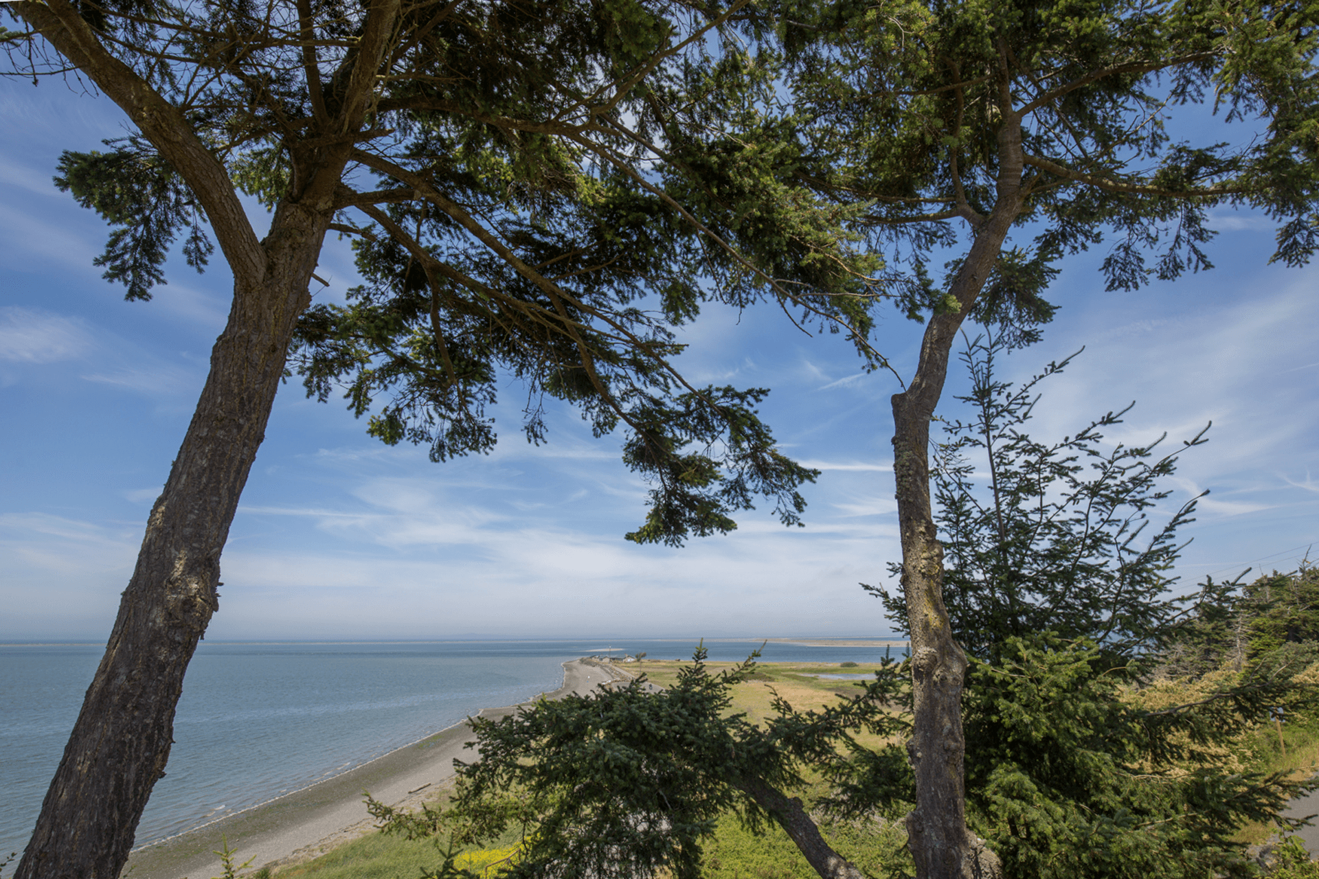 Two trees frame a serene coastal view with a clear sky and calm water.