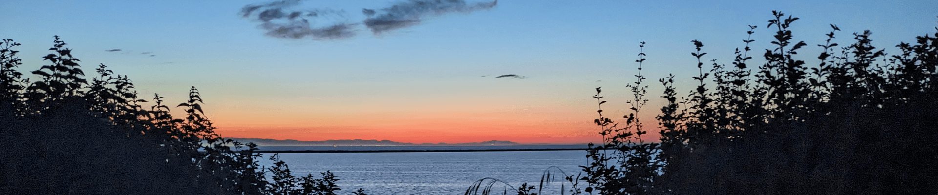 A sunset over a calm sea framed by silhouetted vegetation.