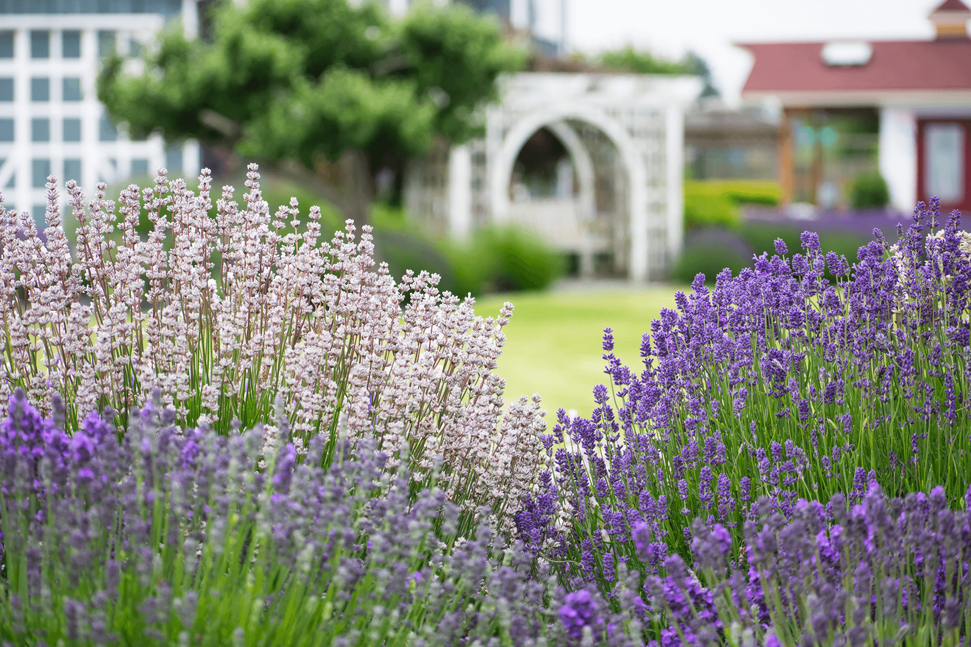 A vibrant garden featuring clusters of lavender in shades of purple and pink, with a white arbor in the background.